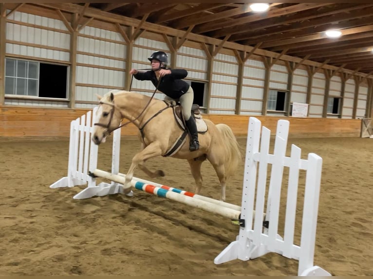 American Quarter Horse Castrone 10 Anni 152 cm Palomino in Honey Brook