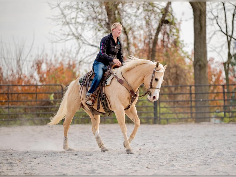 American Quarter Horse Castrone 10 Anni 152 cm Palomino in Honey Brook