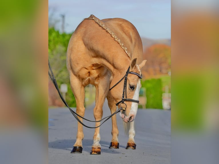 American Quarter Horse Castrone 10 Anni 152 cm Palomino in Honey Brook