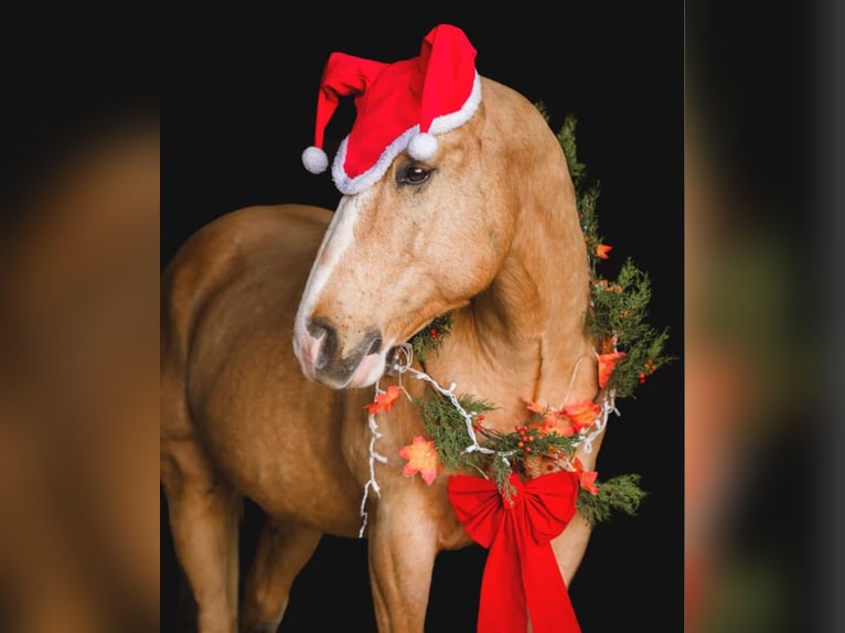 American Quarter Horse Castrone 10 Anni 152 cm Palomino in Honey Brook