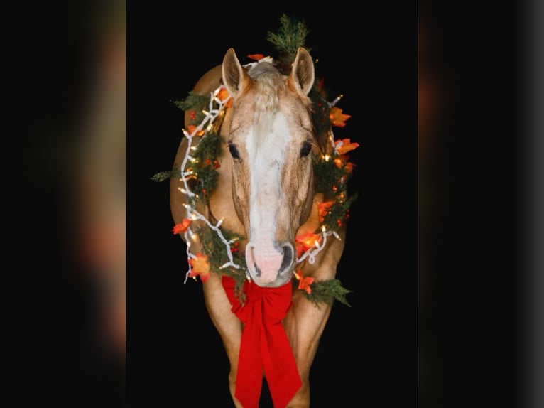 American Quarter Horse Castrone 10 Anni 152 cm Palomino in Honey Brook