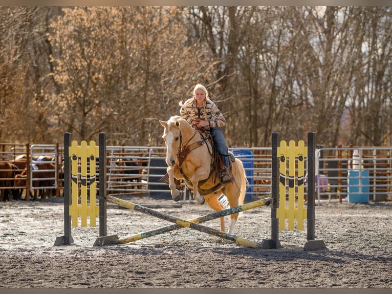 American Quarter Horse Castrone 10 Anni 152 cm Palomino in Honey Brook