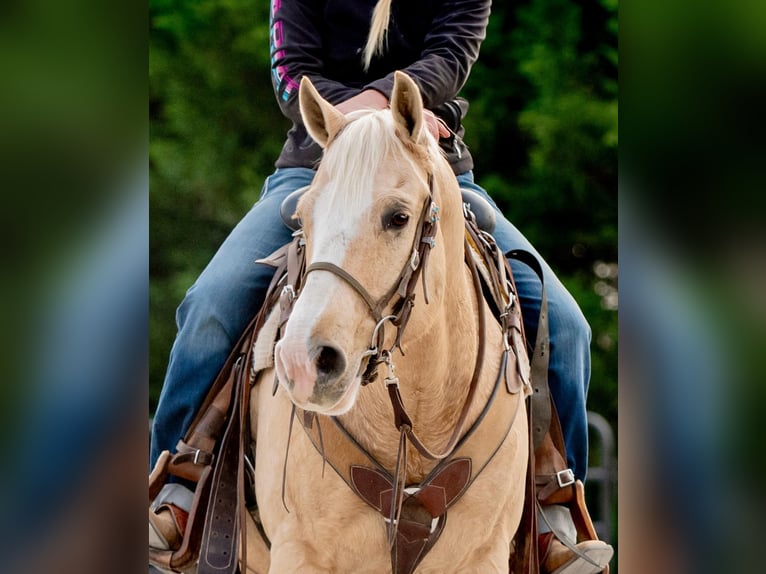 American Quarter Horse Castrone 10 Anni 152 cm Palomino in Honey Brook