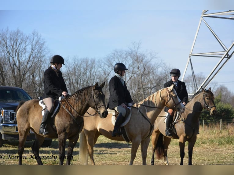 American Quarter Horse Castrone 10 Anni 152 cm Palomino in Honey Brook