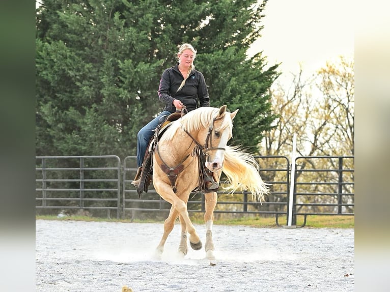 American Quarter Horse Castrone 10 Anni 152 cm Palomino in Honey Brook