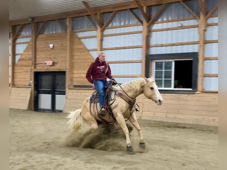 American Quarter Horse Castrone 10 Anni 152 cm Palomino in Honey Brook