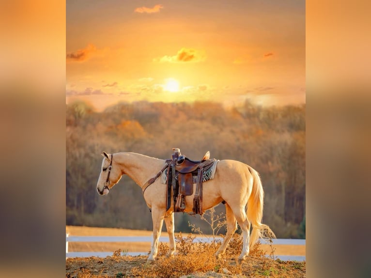 American Quarter Horse Castrone 10 Anni 152 cm Palomino in Honey Brook