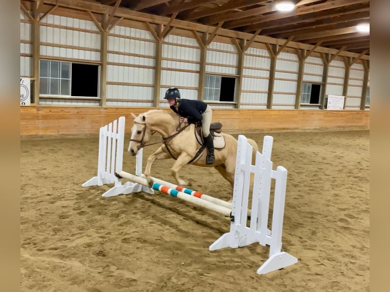 American Quarter Horse Castrone 10 Anni 152 cm Palomino in Honey Brook