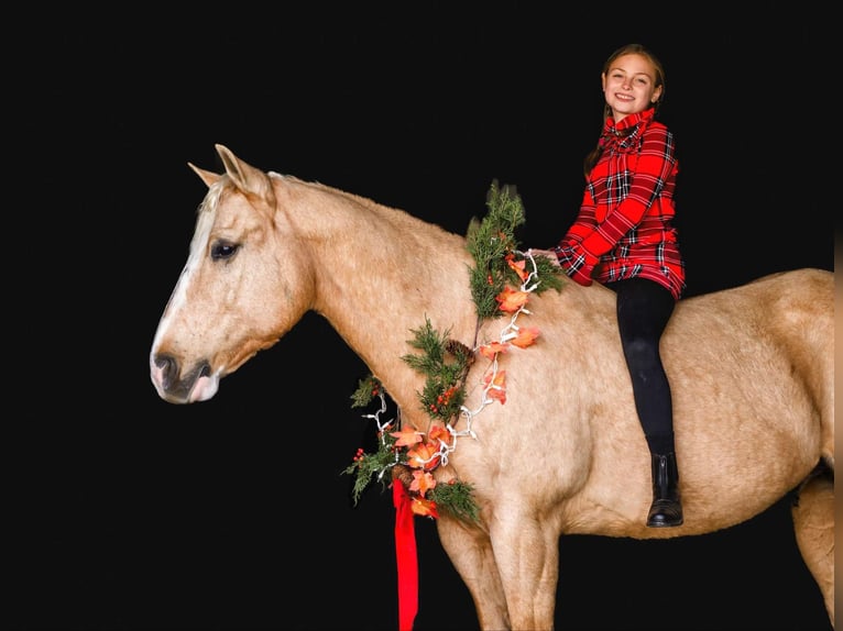 American Quarter Horse Castrone 10 Anni 152 cm Palomino in Honey Brook