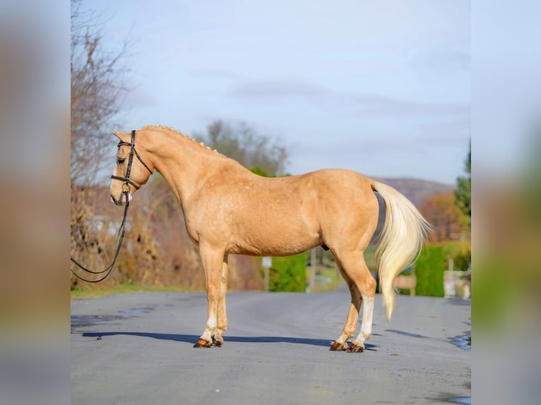 American Quarter Horse Castrone 10 Anni 152 cm Palomino in Honey Brook