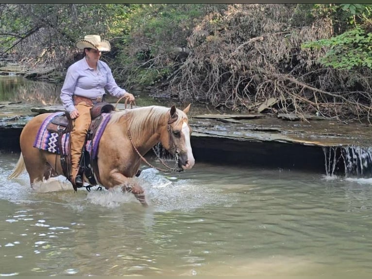 American Quarter Horse Castrone 10 Anni 152 cm Palomino in Robards, KY