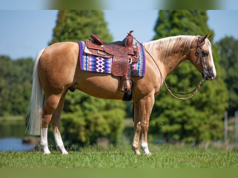 American Quarter Horse Castrone 10 Anni 152 cm Palomino in Robards, KY