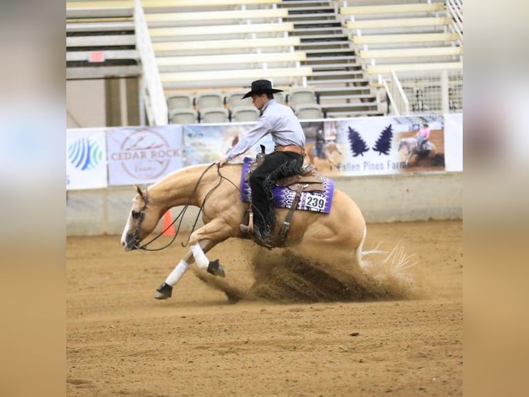 American Quarter Horse Castrone 10 Anni 152 cm Palomino in Robards, KY