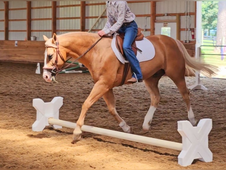 American Quarter Horse Castrone 10 Anni 152 cm Palomino in Robards, KY