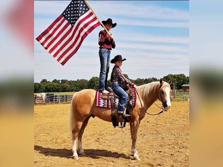 American Quarter Horse Castrone 10 Anni 152 cm Palomino in Robards, KY