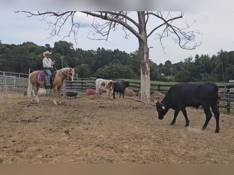 American Quarter Horse Castrone 10 Anni 152 cm Palomino in Robards, KY