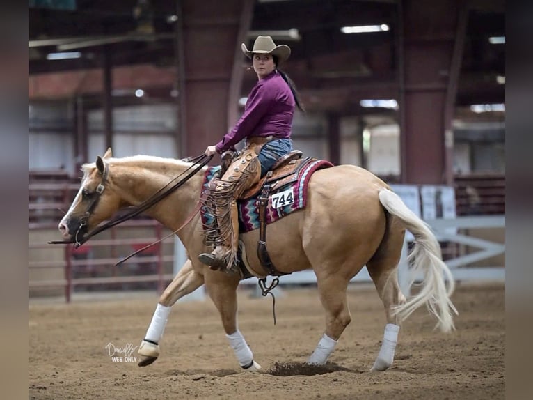 American Quarter Horse Castrone 10 Anni 152 cm Palomino in Robards, KY