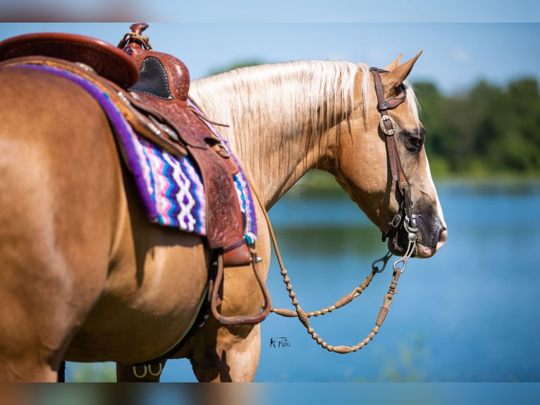 American Quarter Horse Castrone 10 Anni 152 cm Palomino in Robards, KY