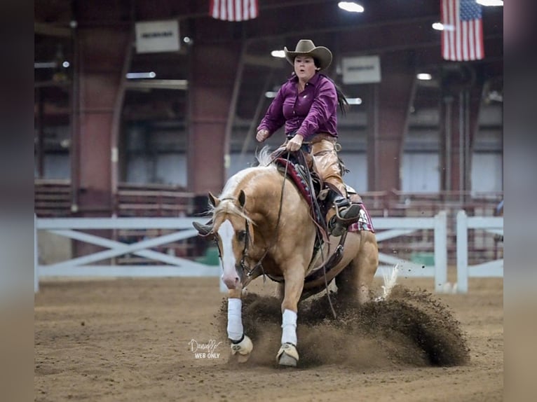 American Quarter Horse Castrone 10 Anni 152 cm Palomino in Robards, KY