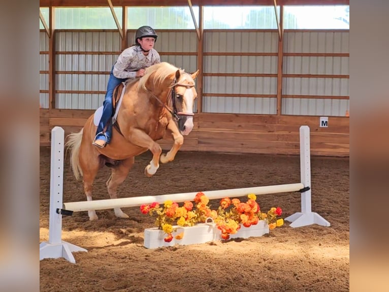 American Quarter Horse Castrone 10 Anni 152 cm Palomino in Robards, KY