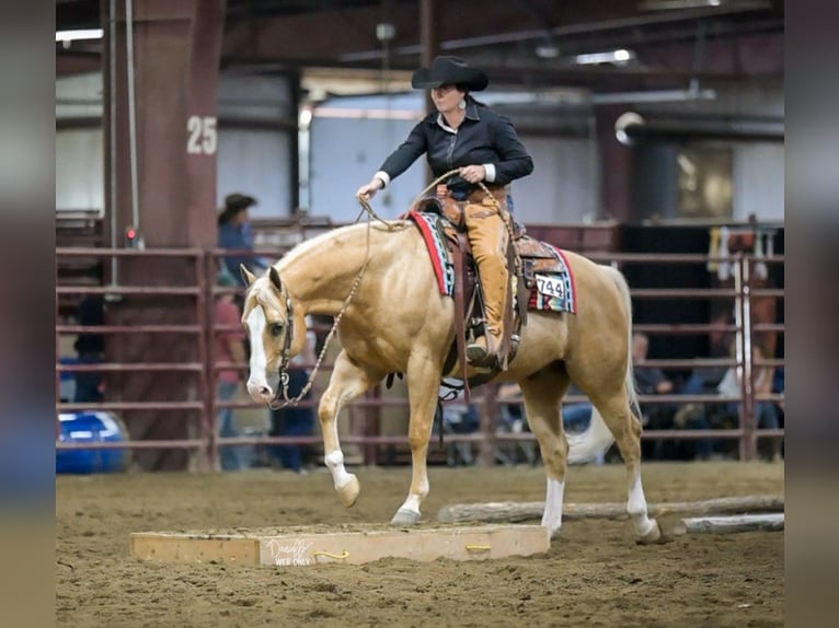 American Quarter Horse Castrone 10 Anni 152 cm Palomino in Robards, KY