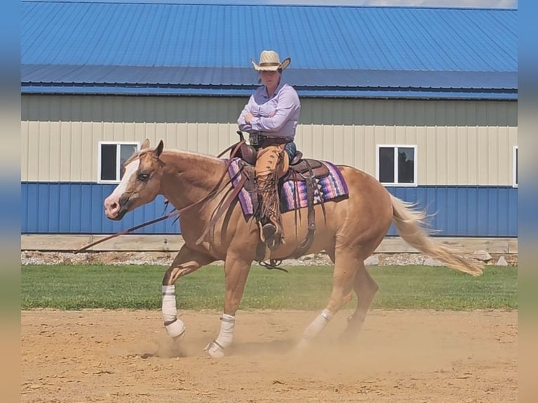 American Quarter Horse Castrone 10 Anni 152 cm Palomino in Robards, KY