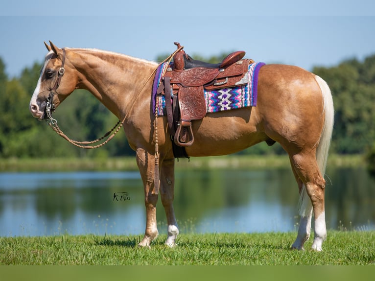 American Quarter Horse Castrone 10 Anni 152 cm Palomino in Robards, KY