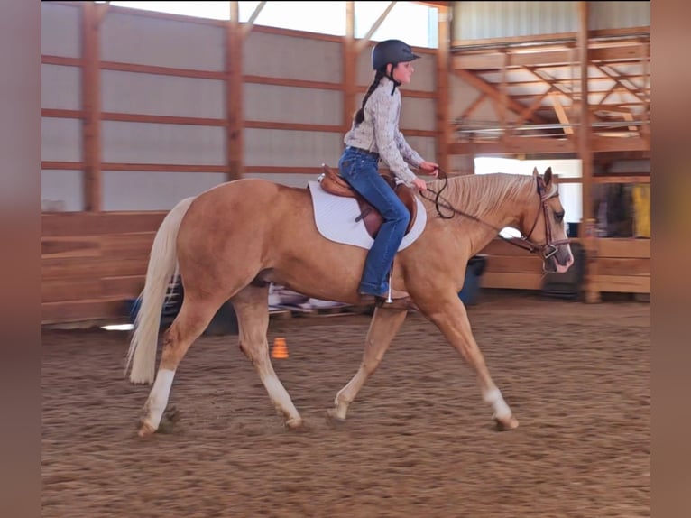 American Quarter Horse Castrone 10 Anni 152 cm Palomino in Robards, KY