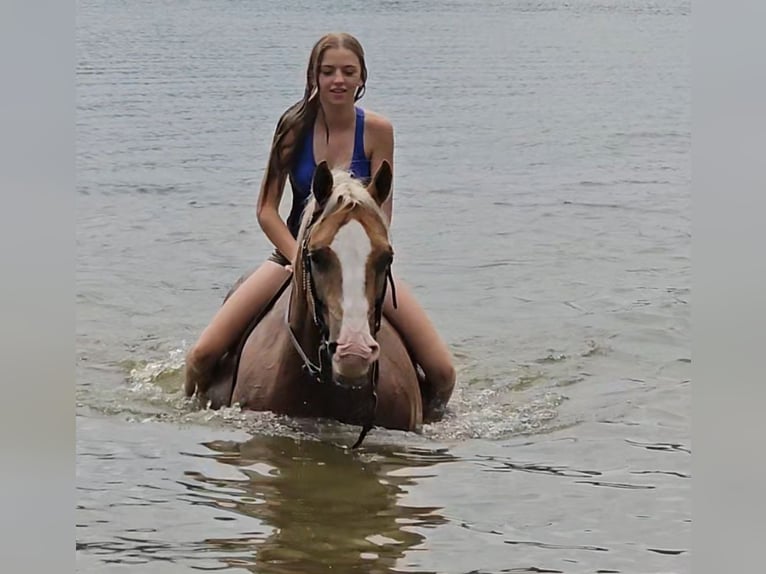 American Quarter Horse Castrone 10 Anni 152 cm Palomino in Robards, KY