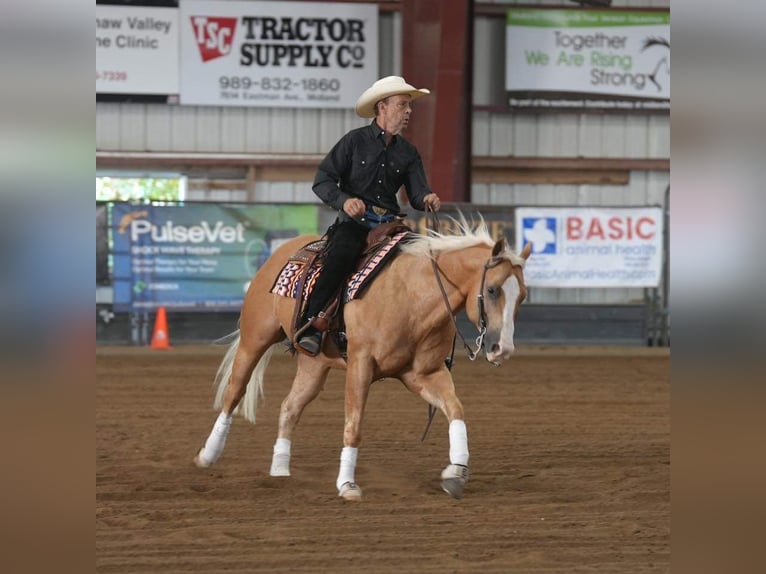 American Quarter Horse Castrone 10 Anni 152 cm Palomino in Robards, KY