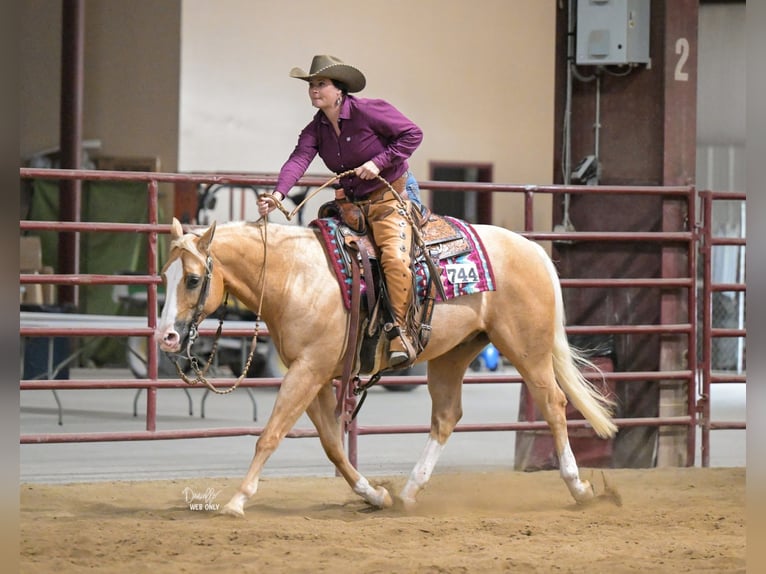 American Quarter Horse Castrone 10 Anni 152 cm Palomino in Robards, KY