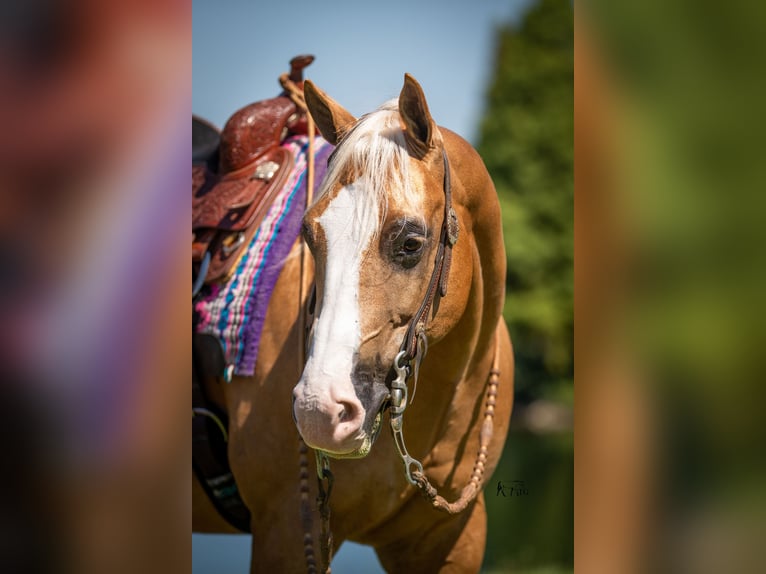 American Quarter Horse Castrone 10 Anni 152 cm Palomino in Robards, KY