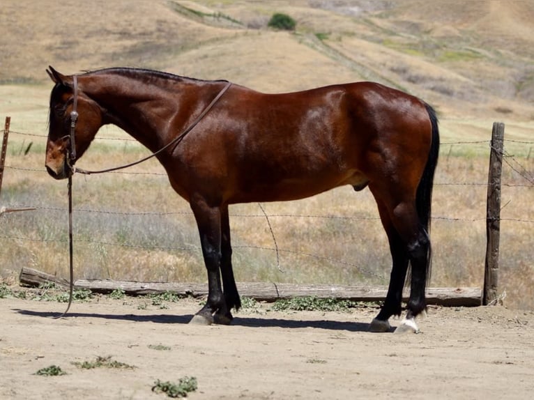 American Quarter Horse Castrone 10 Anni 152 cm Pelle di daino in Clarion PA