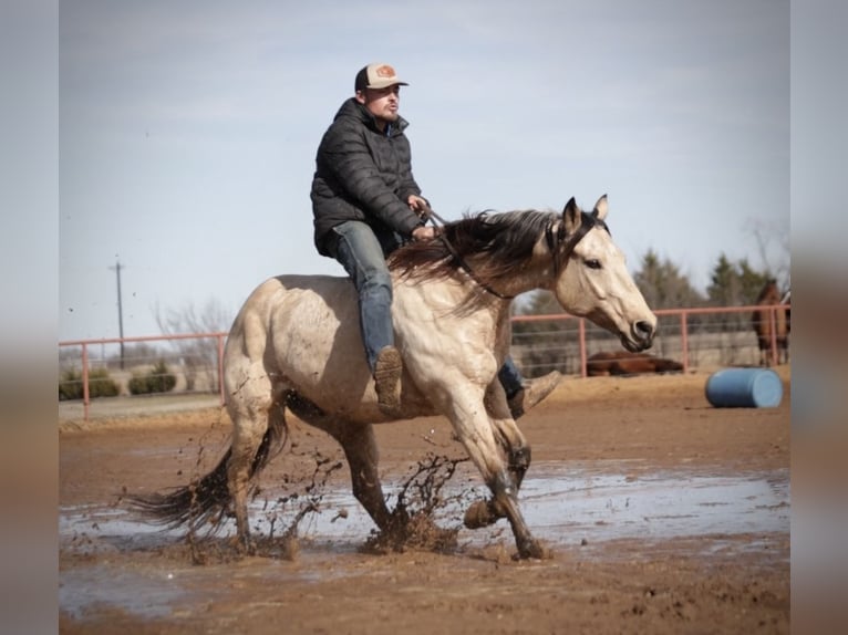 American Quarter Horse Castrone 10 Anni 152 cm Pelle di daino in Whitesboro, TX