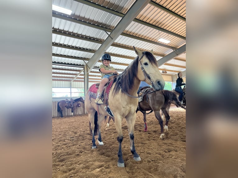 American Quarter Horse Castrone 10 Anni 152 cm Pelle di daino in Whitesboro, TX