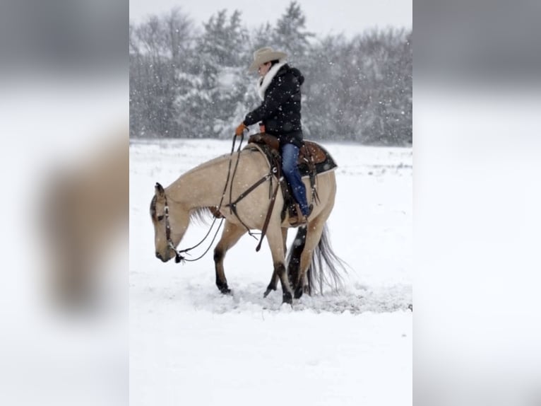 American Quarter Horse Castrone 10 Anni 152 cm Pelle di daino in Whitesboro, TX