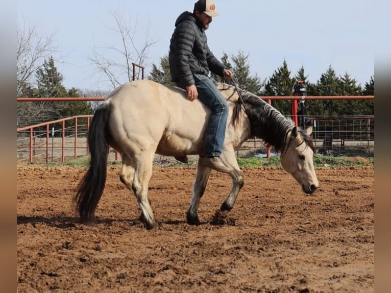 American Quarter Horse Castrone 10 Anni 152 cm Pelle di daino in Whitesboro, TX