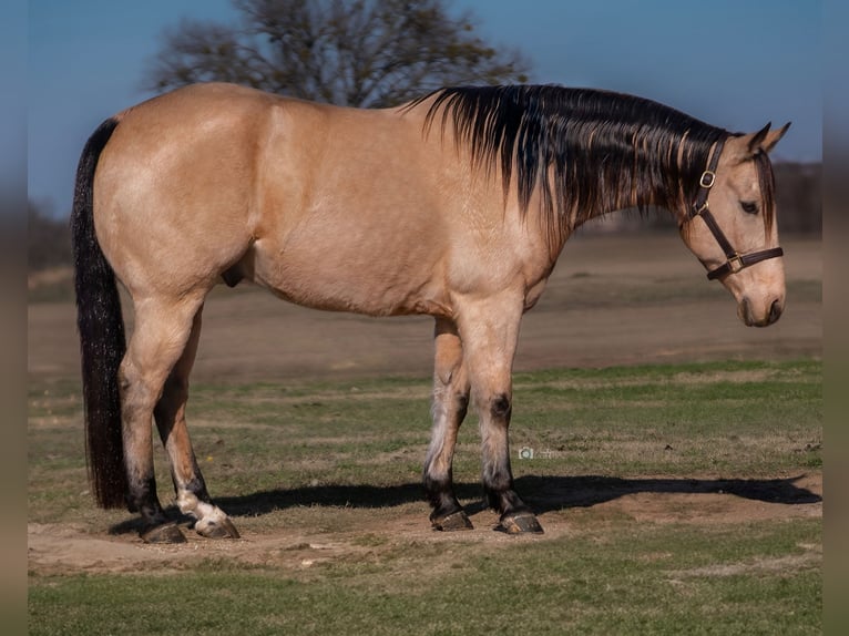 American Quarter Horse Castrone 10 Anni 152 cm Pelle di daino in Whitesboro, TX