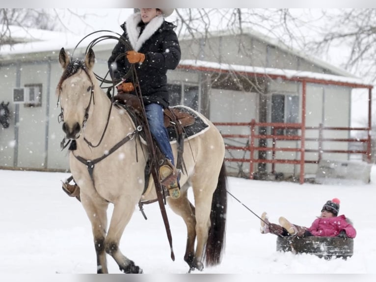 American Quarter Horse Castrone 10 Anni 152 cm Pelle di daino in Whitesboro, TX