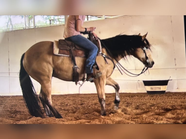 American Quarter Horse Castrone 10 Anni 152 cm Pelle di daino in Whitesboro, TX