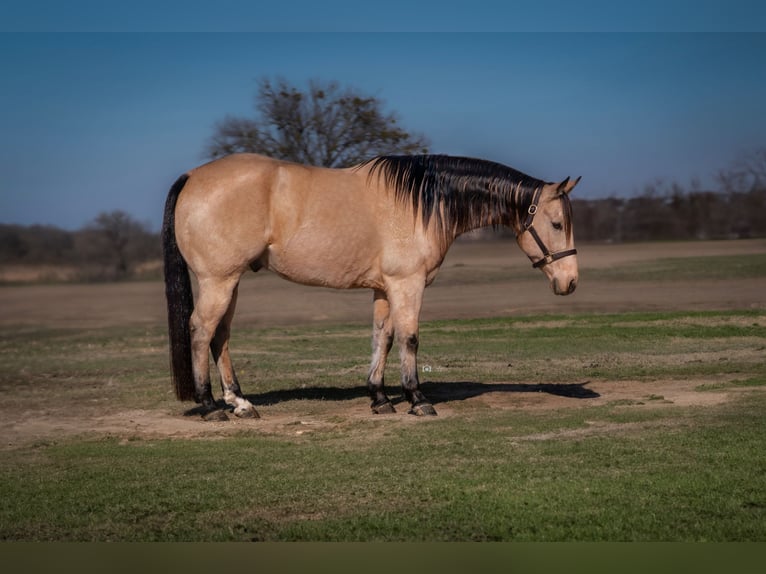 American Quarter Horse Castrone 10 Anni 152 cm Pelle di daino in Whitesboro, TX