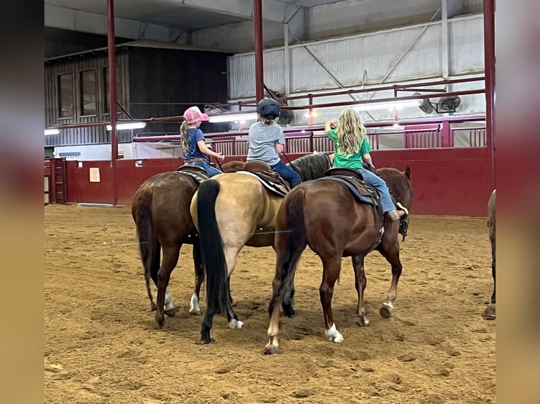 American Quarter Horse Castrone 10 Anni 152 cm Pelle di daino in Whitesboro, TX