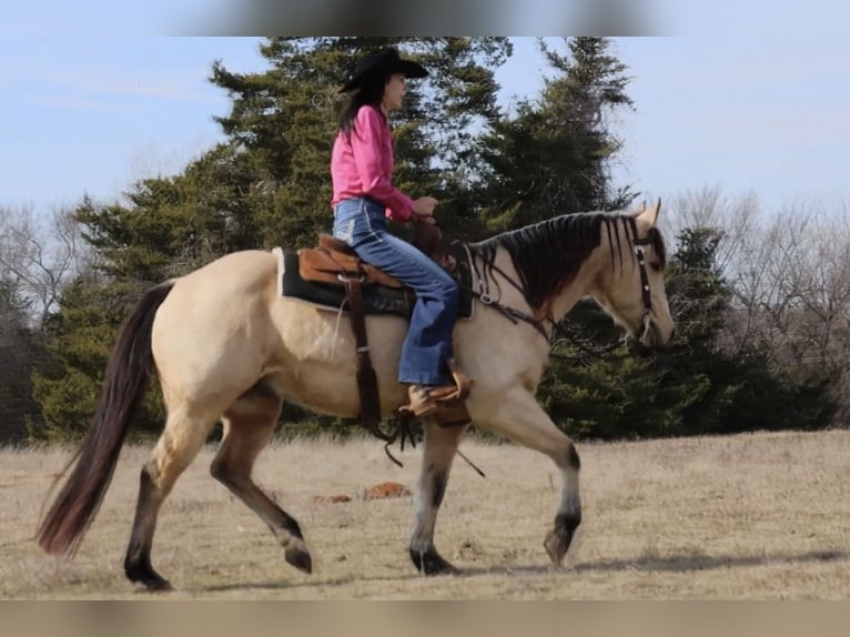 American Quarter Horse Castrone 10 Anni 152 cm Pelle di daino in Whitesboro, TX