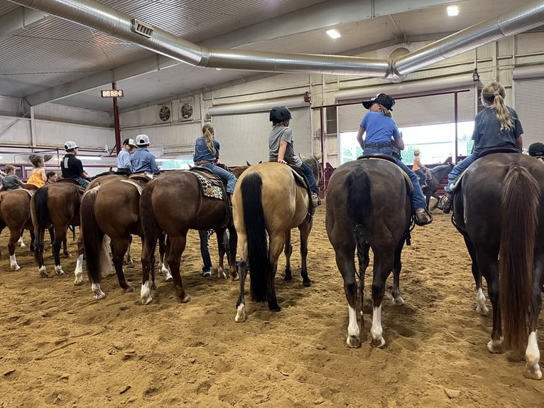 American Quarter Horse Castrone 10 Anni 152 cm Pelle di daino in Whitesboro, TX