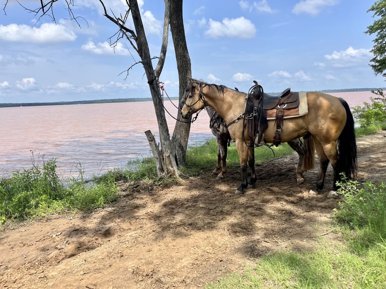 American Quarter Horse Castrone 10 Anni 152 cm Pelle di daino in Whitesboro, TX