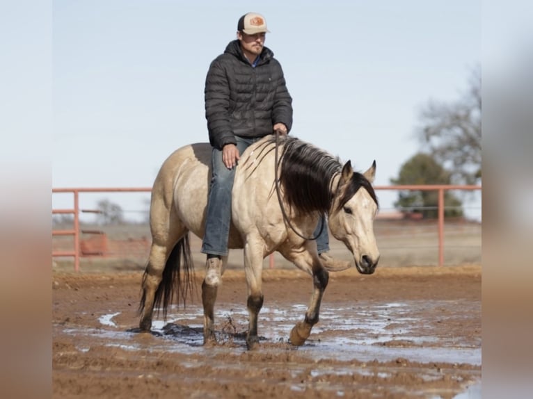 American Quarter Horse Castrone 10 Anni 152 cm Pelle di daino in Whitesboro, TX