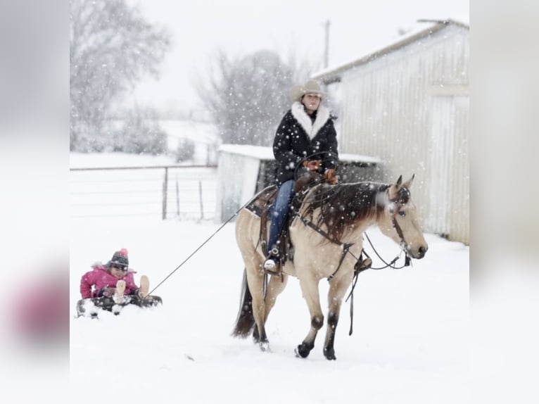 American Quarter Horse Castrone 10 Anni 152 cm Pelle di daino in Whitesboro, TX