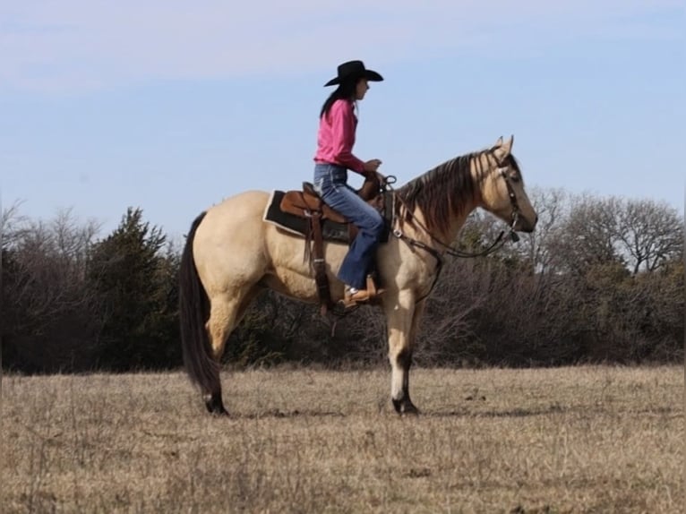 American Quarter Horse Castrone 10 Anni 152 cm Pelle di daino in Whitesboro, TX