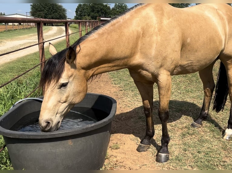 American Quarter Horse Castrone 10 Anni 152 cm Pelle di daino in Whitesboro, TX