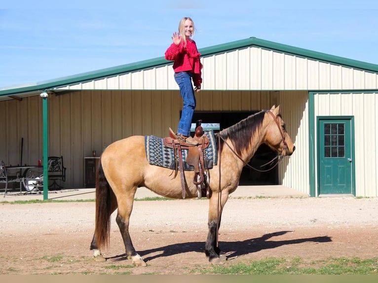 American Quarter Horse Castrone 10 Anni 152 cm Pelle di daino in Joshua, TX